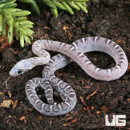 Baby Anery Scaleless Cornsnake (Pantherophis guttatus) For Sale - Underground Reptiles