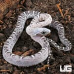 Baby Anery Scaleless Cornsnake (Pantherophis guttatus) For Sale - Underground Reptiles