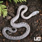 Baby Anery Scaleless Cornsnake (Pantherophis guttatus) For Sale - Underground Reptiles