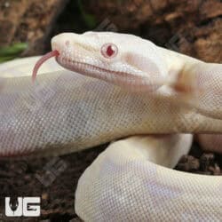 Baby Moonglow Redtail Boas For Sale - Underground Reptiles