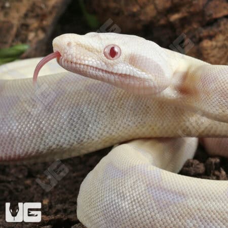 Baby Moonglow Redtail Boas For Sale - Underground Reptiles