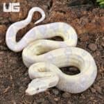Baby Moonglow Redtail Boas For Sale - Underground Reptiles