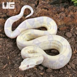 Baby Moonglow Redtail Boas For Sale - Underground Reptiles