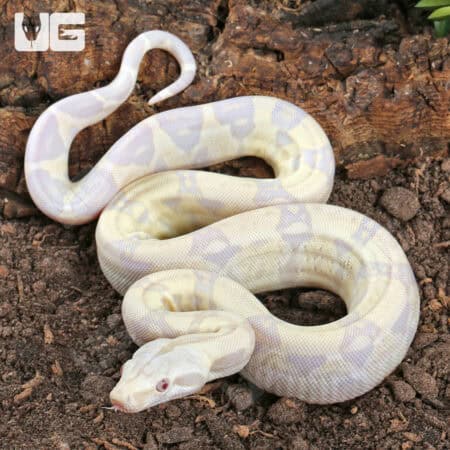 Baby Moonglow Redtail Boas For Sale - Underground Reptiles
