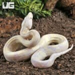 Baby Moonglow Redtail Boas For Sale - Underground Reptiles