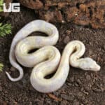 Baby Moonglow Redtail Boas For Sale - Underground Reptiles