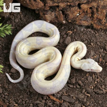 Baby Moonglow Redtail Boas For Sale - Underground Reptiles