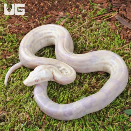 Baby Moonglow Redtail Boa snake on mossy ground.