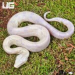 Baby Moonglow Redtail Boa on mossy ground.