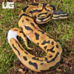Baby Orange Dream Chocolate Pied Ball Python For Sale - Underground Reptiles