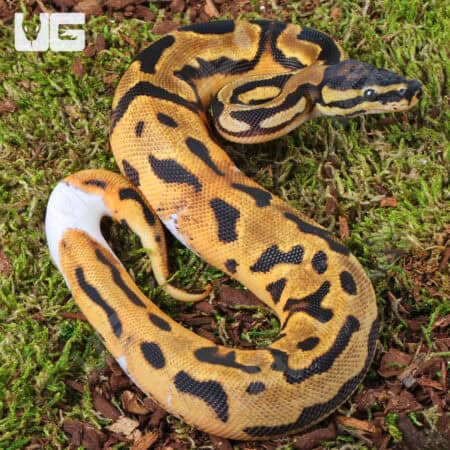 Baby Orange Dream Chocolate Pied Ball Python For Sale - Underground Reptiles