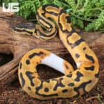 Baby Orange Dream Chocolate Pied Ball Python For Sale - Underground Reptiles