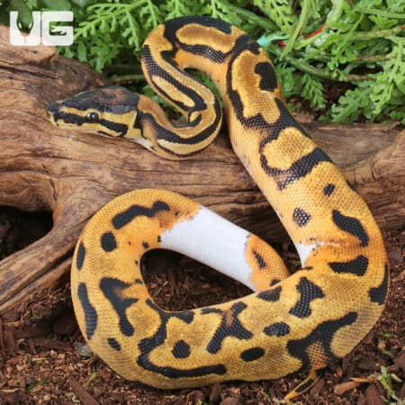 Baby Orange Dream Chocolate Pied Ball Python For Sale - Underground Reptiles