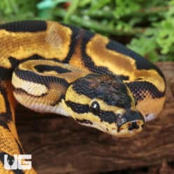 Baby Orange Dream Chocolate Pied Ball Python For Sale - Underground Reptiles