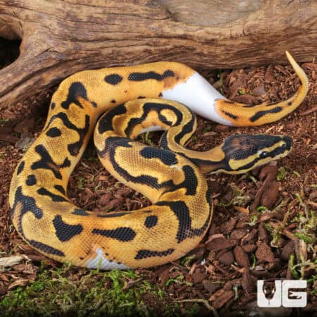 Baby Orange Dream Chocolate Pied Ball Python For Sale - Underground Reptiles