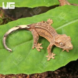 Baby Phantom Empty Back Crested Gecko For Sale - Underground Reptiles