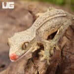 Baby Phantom Empty Back Crested Gecko For Sale - Underground Reptiles