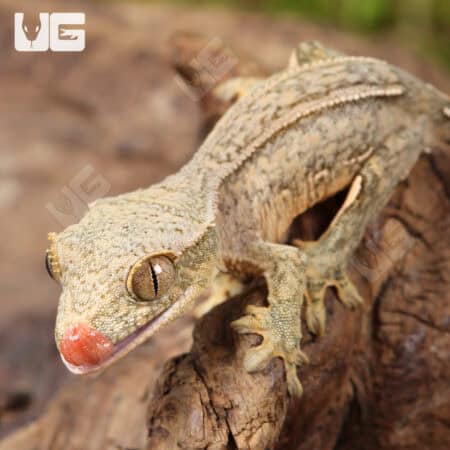 Baby Phantom Empty Back Crested Gecko For Sale - Underground Reptiles