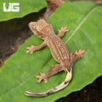 Baby Phantom Empty Back Crested Gecko For Sale - Underground Reptiles