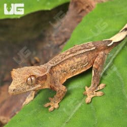Baby Phantom Empty Back Crested Gecko For Sale - Underground Reptiles