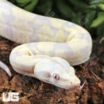 Baby Moonglow Redtail Boas For Sale - Underground Reptiles