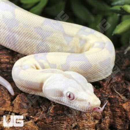 Baby Moonglow Redtail Boas For Sale - Underground Reptiles