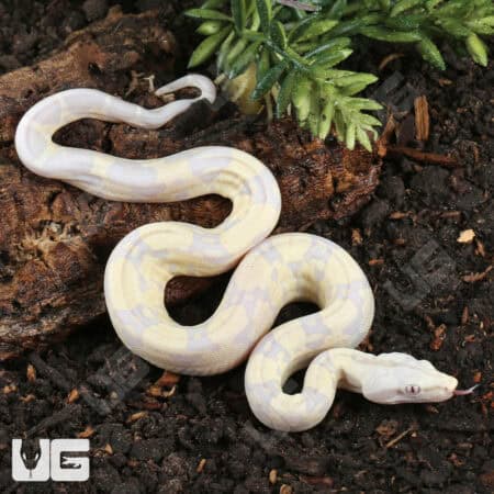 Baby Moonglow Redtail Boas For Sale - Underground Reptiles