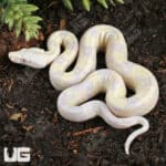 Baby Moonglow Redtail Boas For Sale - Underground Reptiles