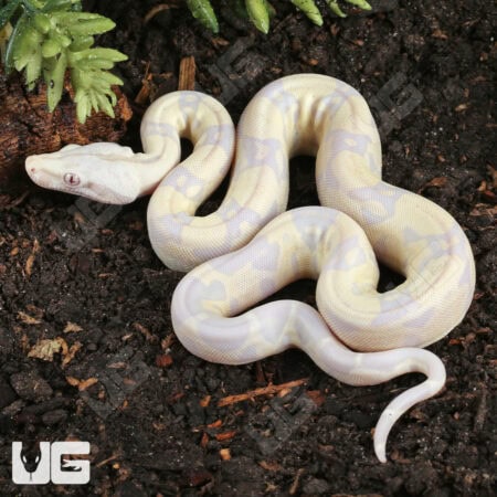 Baby Moonglow Redtail Boas For Sale - Underground Reptiles