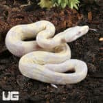 Baby Moonglow Redtail Boas For Sale - Underground Reptiles