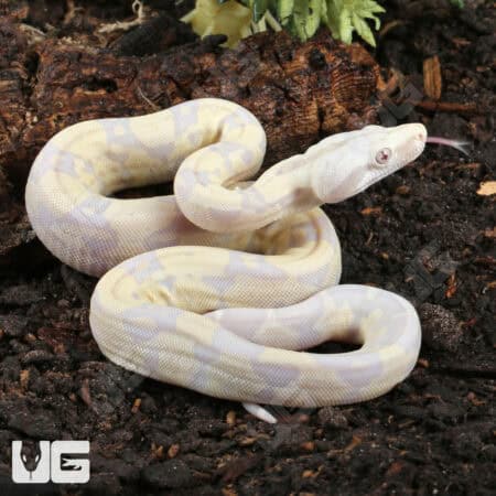 Baby Moonglow Redtail Boas For Sale - Underground Reptiles