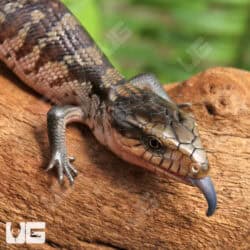 Baby Tanimbar Blue Tongue Skinks (Tiliqua gigas) For Sale - Underground Reptiles