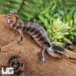 Baby Tanimbar Blue Tongue Skinks (Tiliqua gigas) For Sale - Underground Reptiles