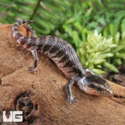 Baby Tanimbar Blue Tongue Skinks (Tiliqua gigas) For Sale - Underground Reptiles