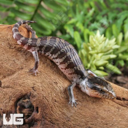 Baby Tanimbar Blue Tongue Skinks (Tiliqua gigas) For Sale - Underground Reptiles
