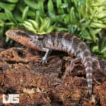 Baby Tanimbar Blue Tongue Skinks (Tiliqua gigas) For Sale - Underground Reptiles