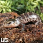 Baby Tanimbar Blue Tongue Skinks (Tiliqua gigas) For Sale - Underground Reptiles