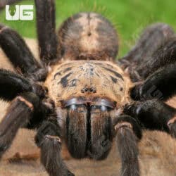 Bach Ma Earth Tiger Tarantula (3 - 4") (Cyriopagopus sp. 'Bach Ma') for sale - Underground Reptiles