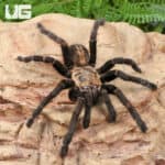 Bach Ma Earth Tiger Tarantula (3 - 4") (Cyriopagopus sp. 'Bach Ma') for sale - Underground Reptiles