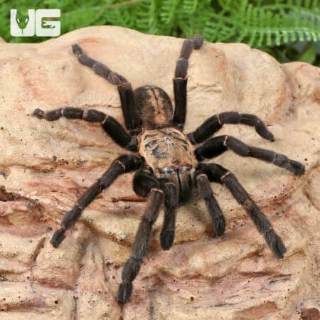Bach Ma Earth Tiger Tarantula (3 - 4") (Cyriopagopus sp. 'Bach Ma') for sale - Underground Reptiles