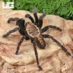Bach Ma Earth Tiger Tarantula (3 - 4") (Cyriopagopus sp. 'Bach Ma') for sale - Underground Reptiles