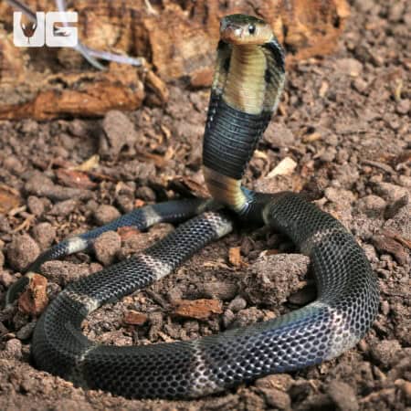 Baby Javan Banded Spitting Cobra (Naja sputatrix) For Sale - Underground Reptiles