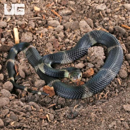 Baby Javan Banded Spitting Cobra (Naja sputatrix) For Sale - Underground Reptiles