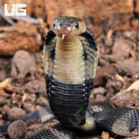 Baby Javan Banded Spitting Cobra (Naja sputatrix) For Sale - Underground Reptiles