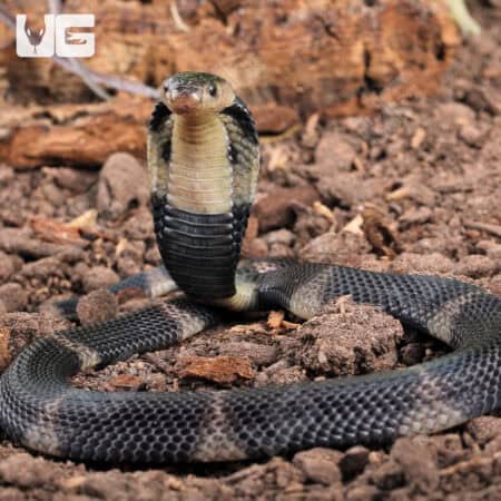 Baby Javan Banded Spitting Cobra (Naja sputatrix) For Sale - Underground Reptiles