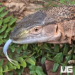 Blackthroat Monitor For Sale - Underground Reptiles