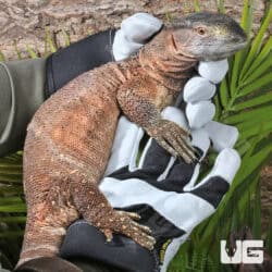 Blackthroat Monitor For Sale - Underground Reptiles