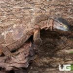 Blackthroat Monitor For Sale - Underground Reptiles