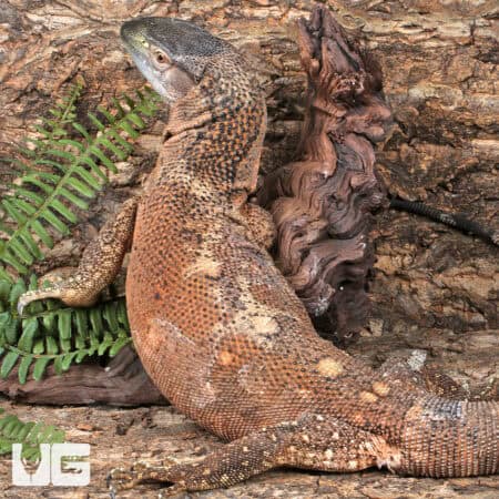 Blackthroat Monitor For Sale - Underground Reptiles