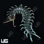 Borneo Blue Centipede for sale - Underground Reptiles